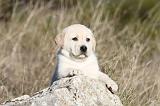 LABRADOR 614